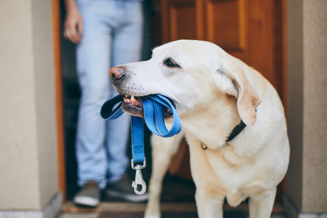 Dog Waiting for Walk