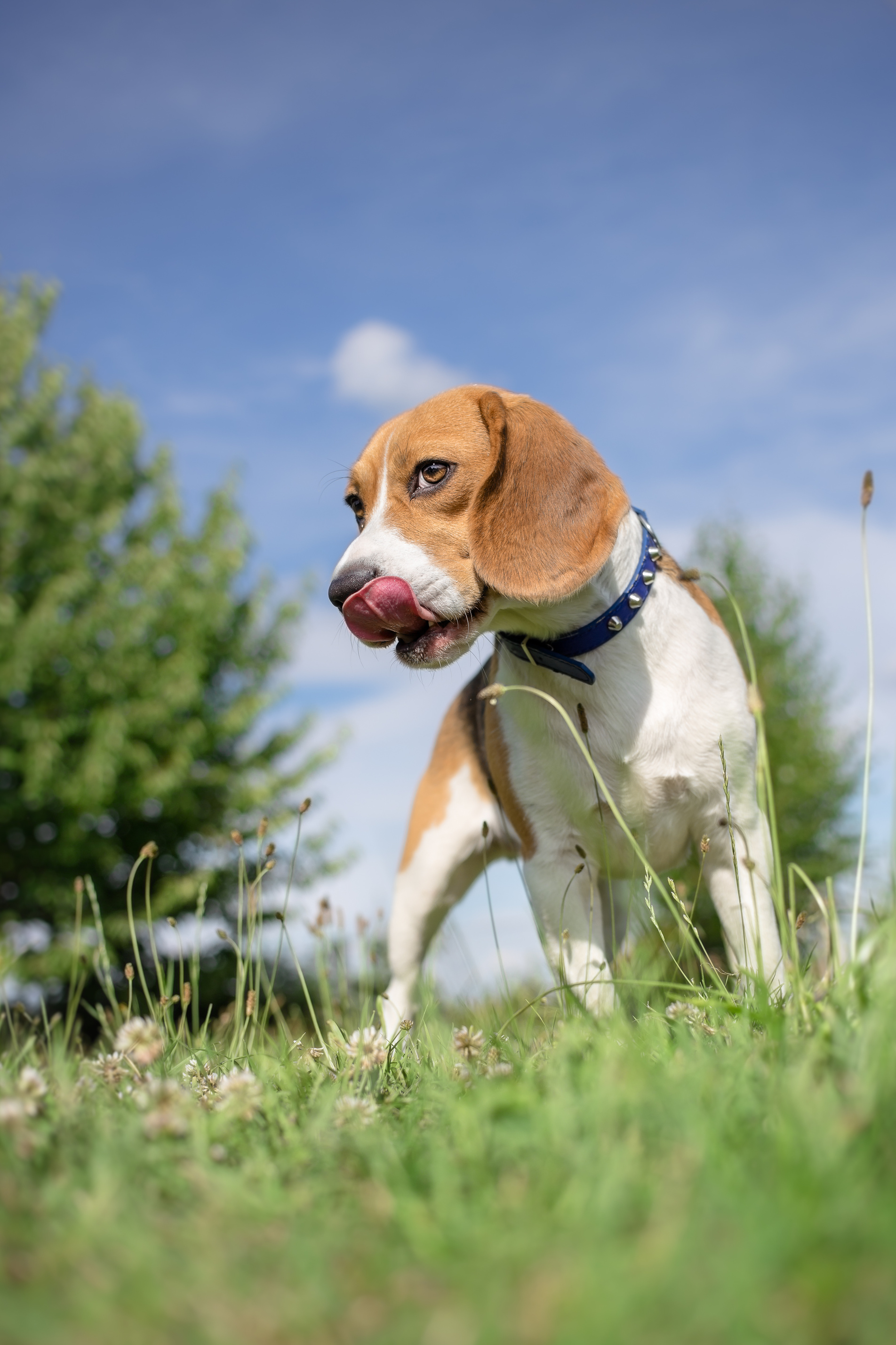 Beagle dog portrait - vertical photo