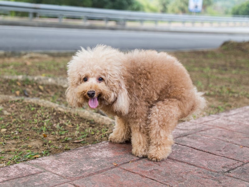 funny dog pooping, funny dogs poop photos